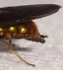 Chloromyia speciosa